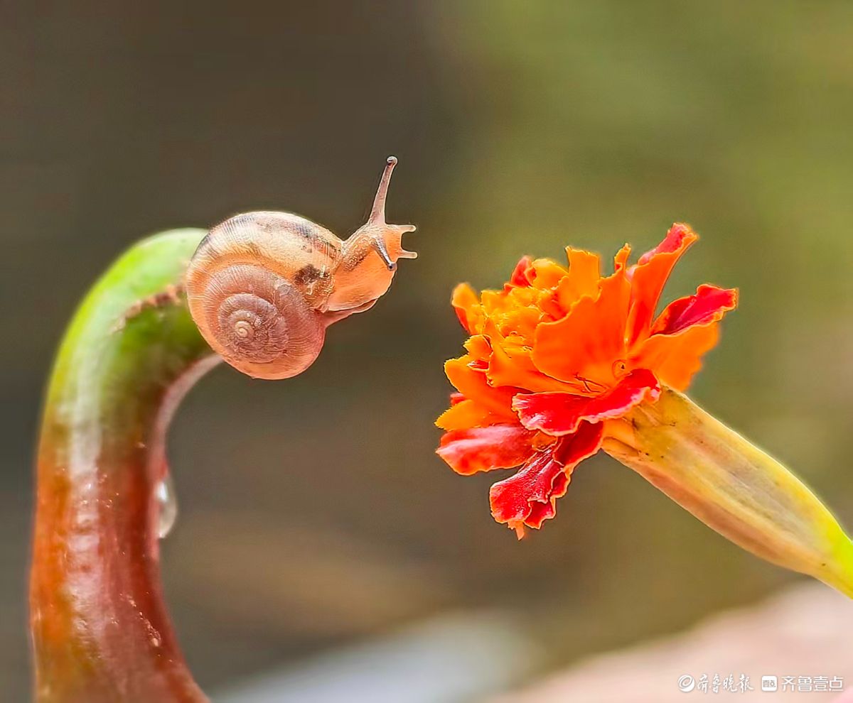 蜗牛戏花