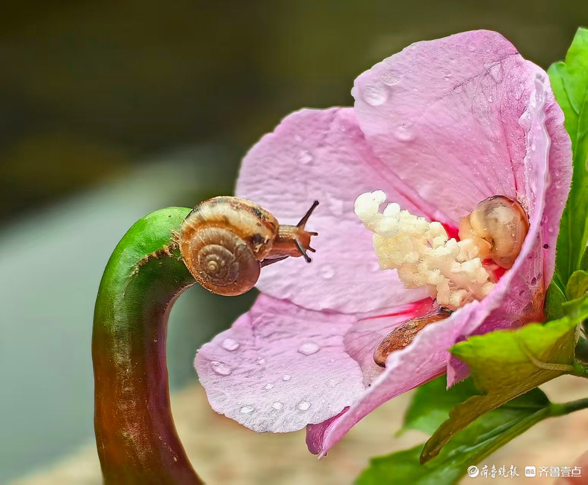 蜗牛戏花