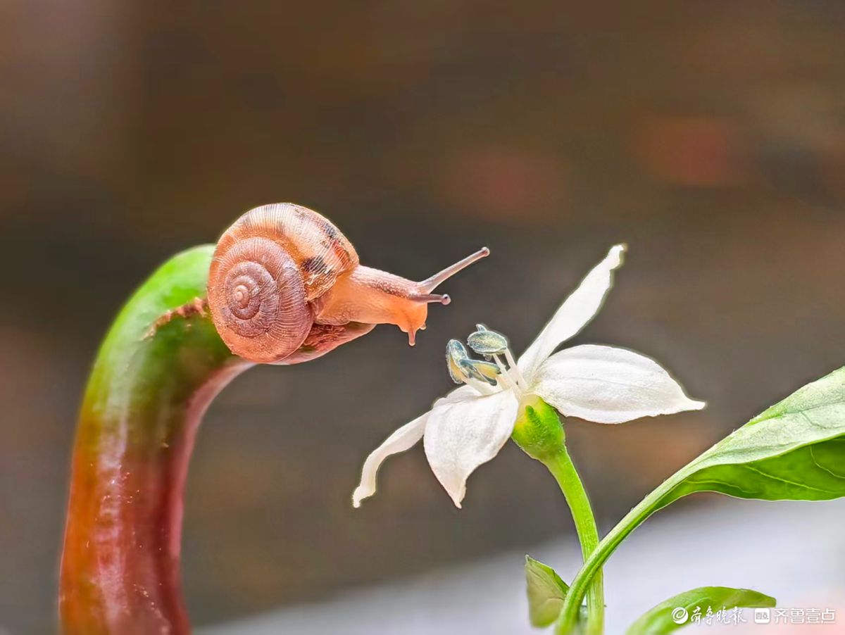 蜗牛戏花