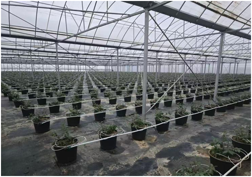 山东工行：信贷资金精准直达 全力护航“三秋”生产