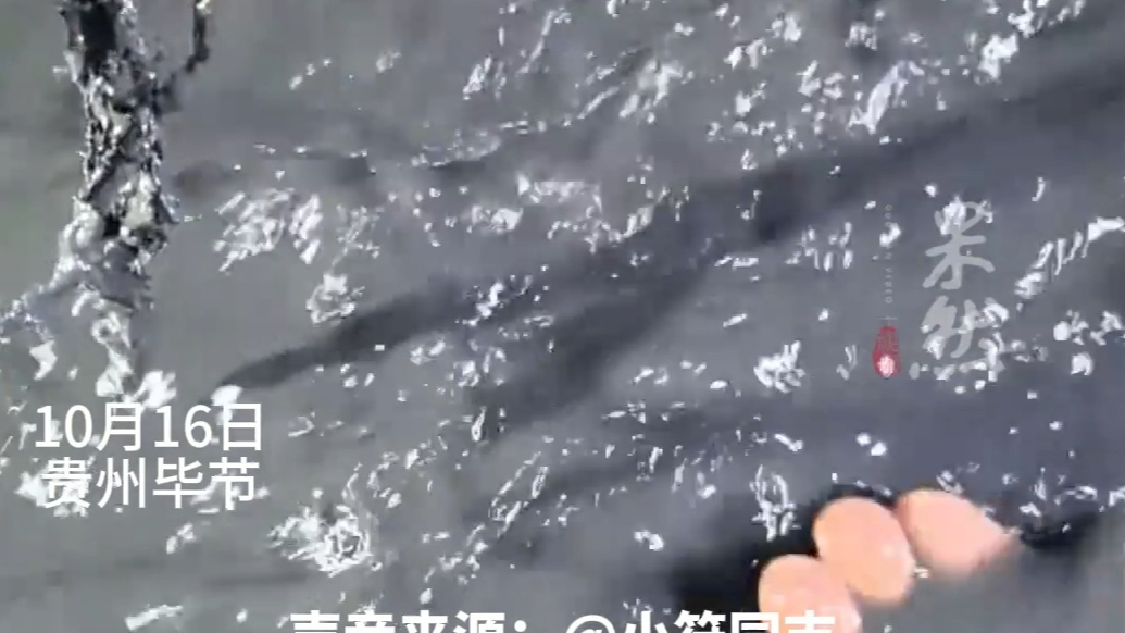 果然视频|贵州毕节莲花洞流出黑水，生态环境局：已启动调查工作
