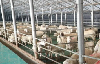 中国银行东营分行：以特色方案激活“黄河口滩羊”特色产业