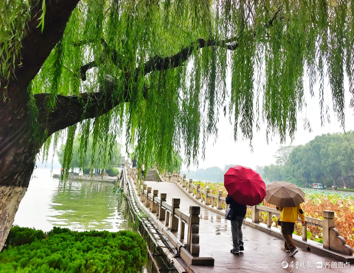 秋风细雨中，大明湖景色靓丽迷人