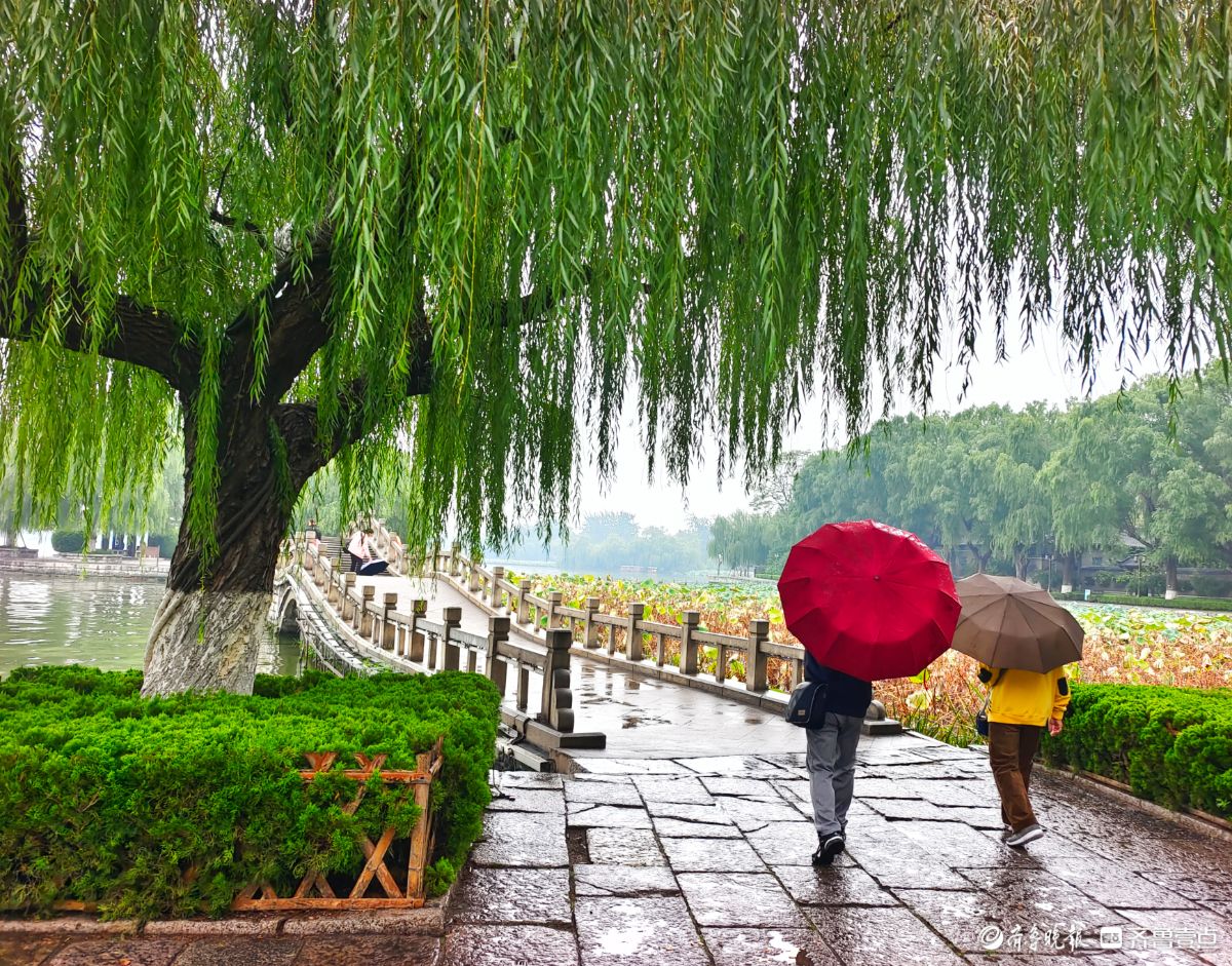 秋风细雨中，大明湖景色靓丽迷人