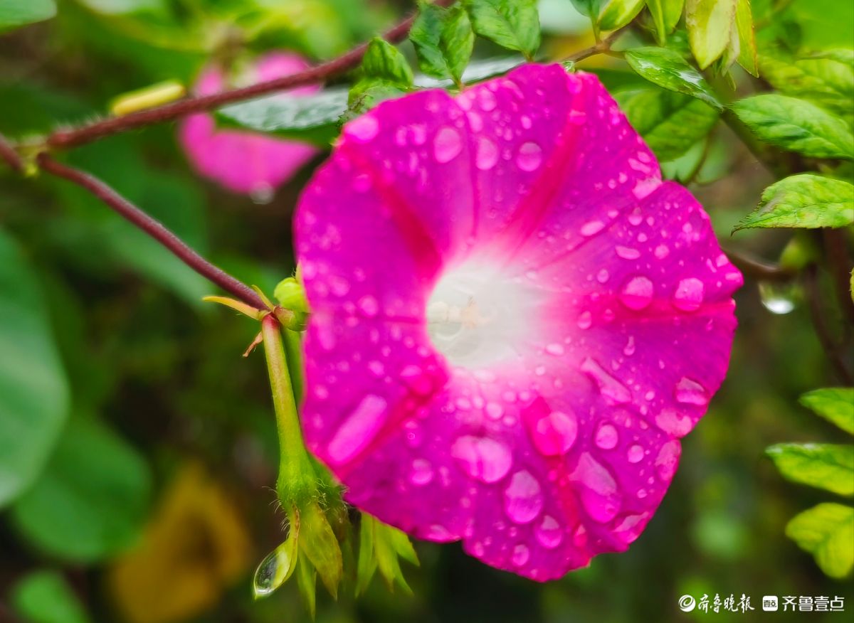 秋雨中，百花洲的牵牛花美得别具一格