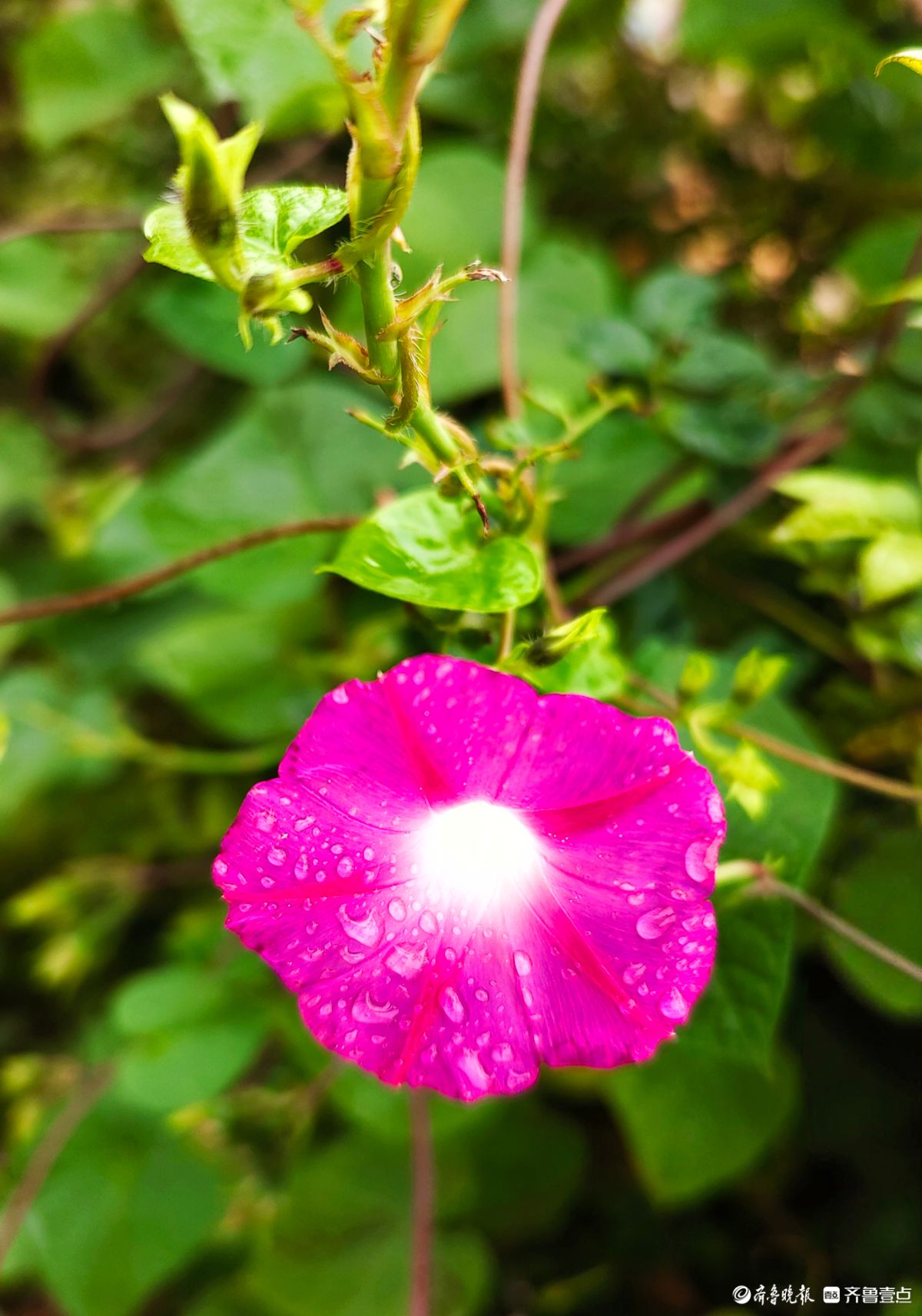 秋雨中，百花洲的牵牛花美得别具一格