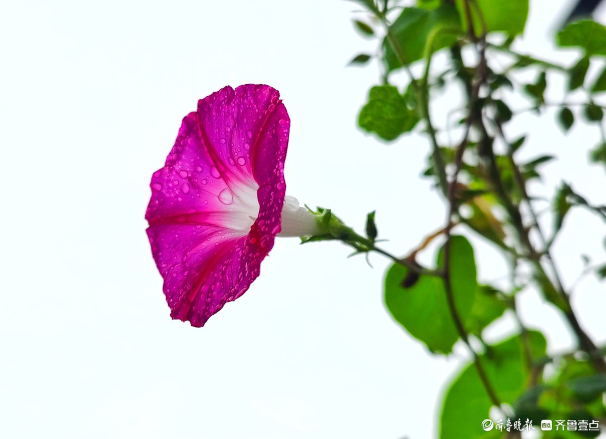 秋雨中，百花洲的牵牛花美得别具一格