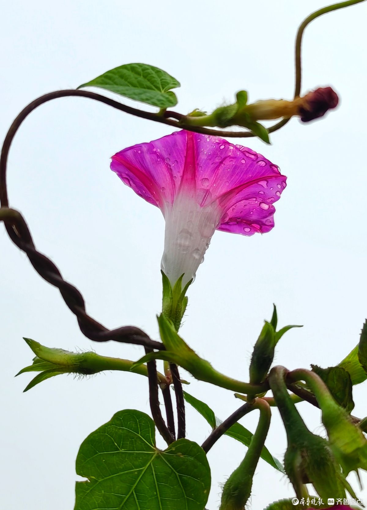 秋雨中，百花洲的牵牛花美得别具一格