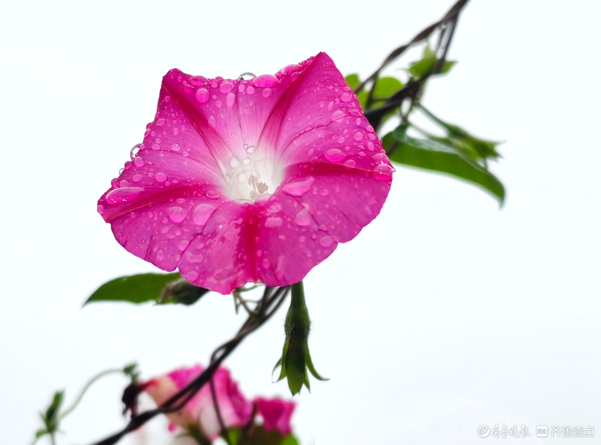 秋雨中，百花洲的牵牛花美得别具一格