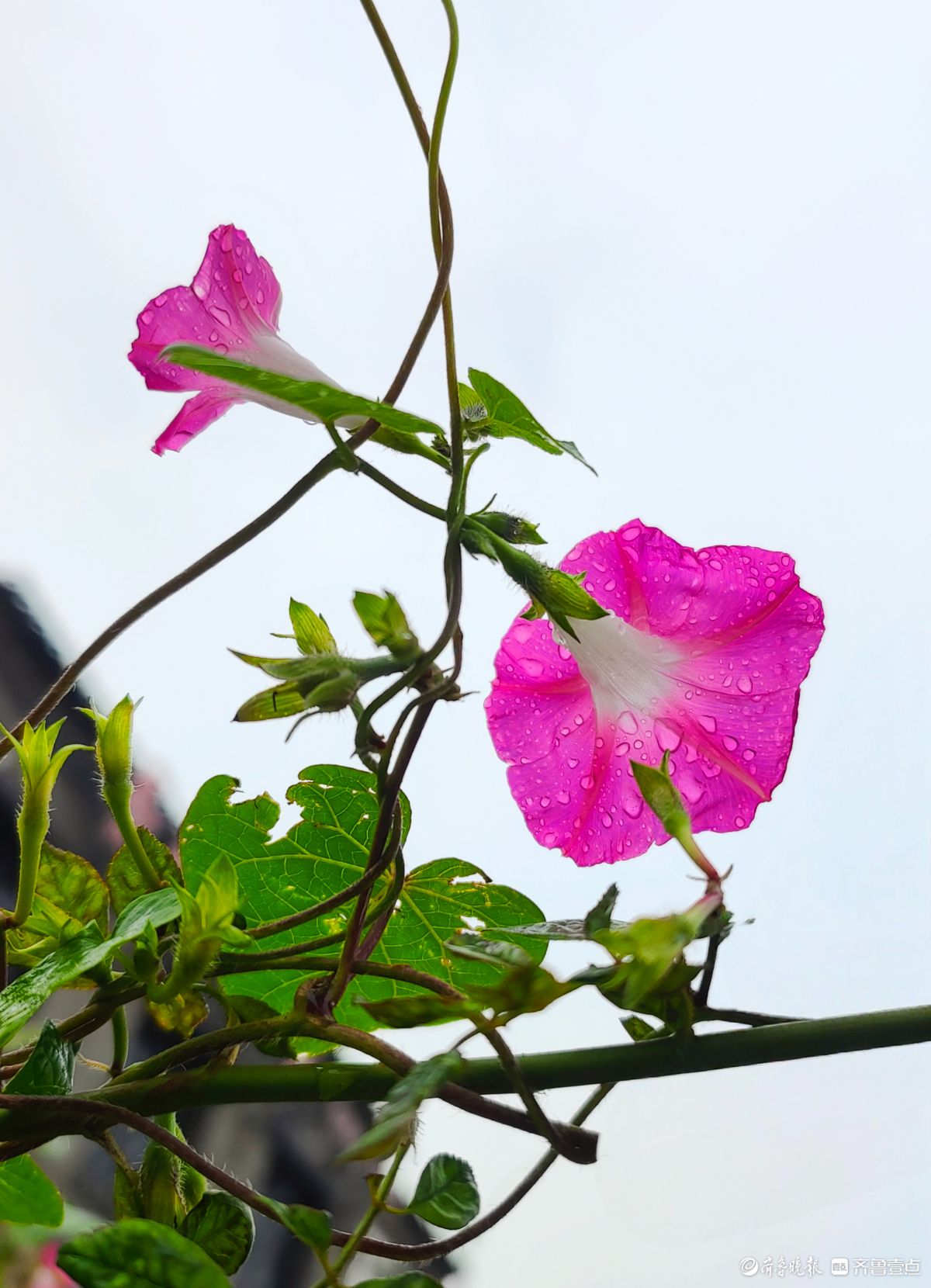 秋雨中，百花洲的牵牛花美得别具一格