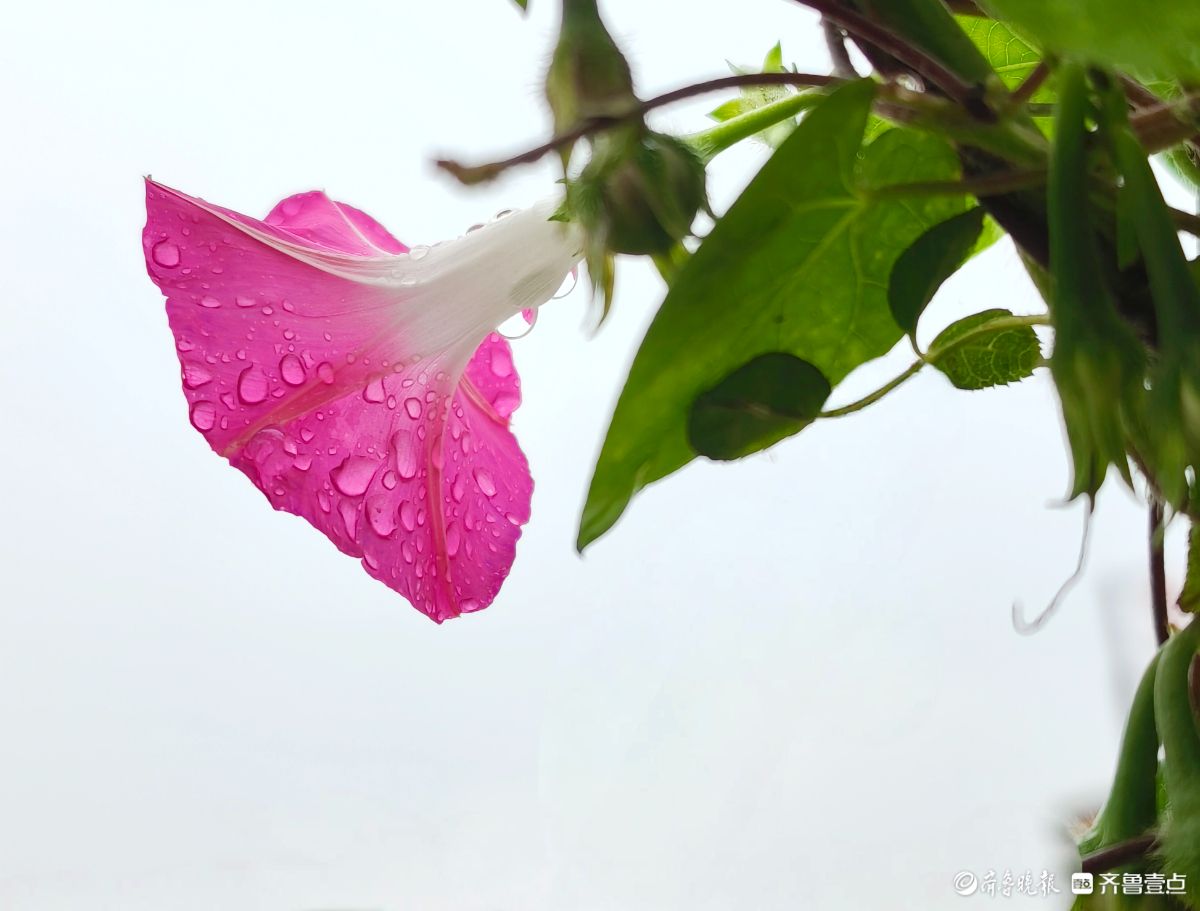 秋雨中，百花洲的牵牛花美得别具一格