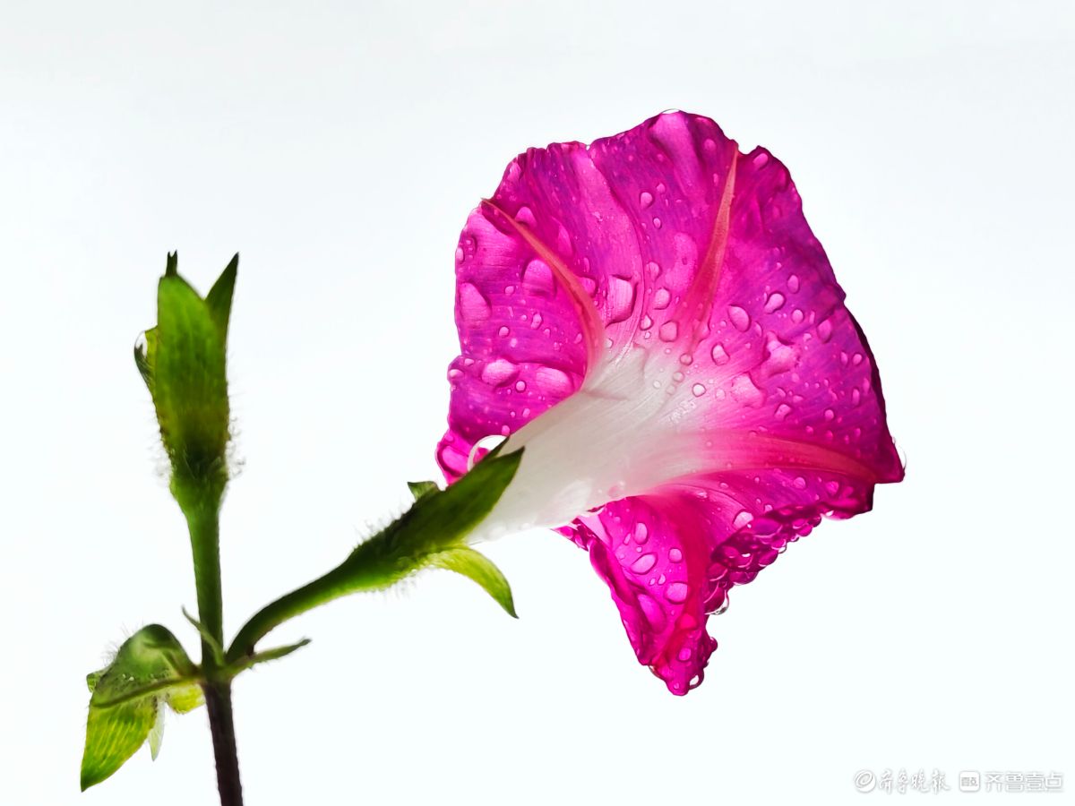 秋雨中，百花洲的牵牛花美得别具一格