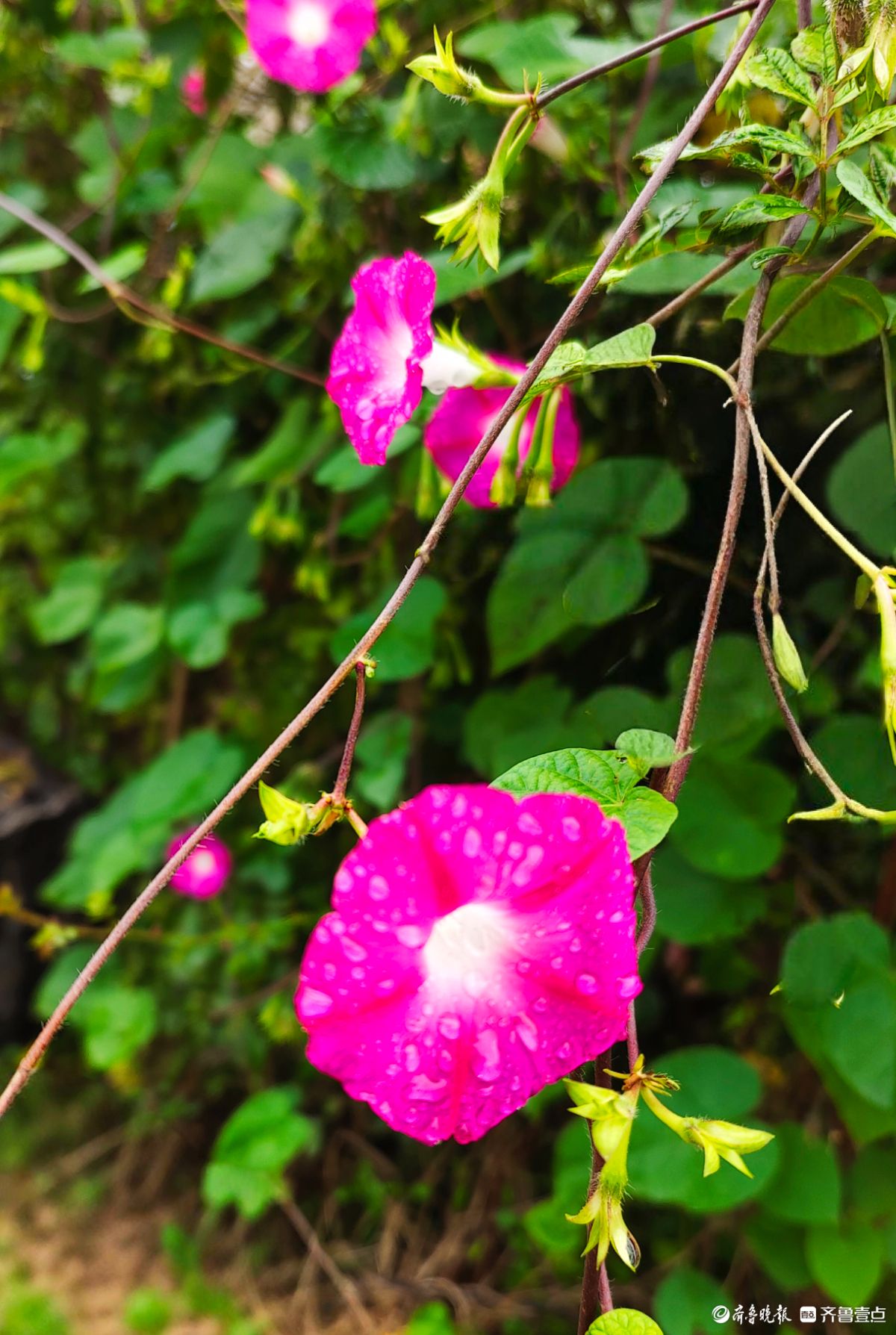 秋雨中，百花洲的牵牛花美得别具一格