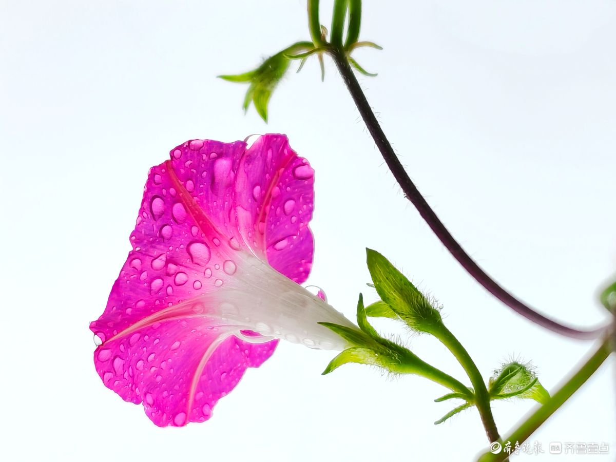 秋雨中，百花洲的牵牛花美得别具一格