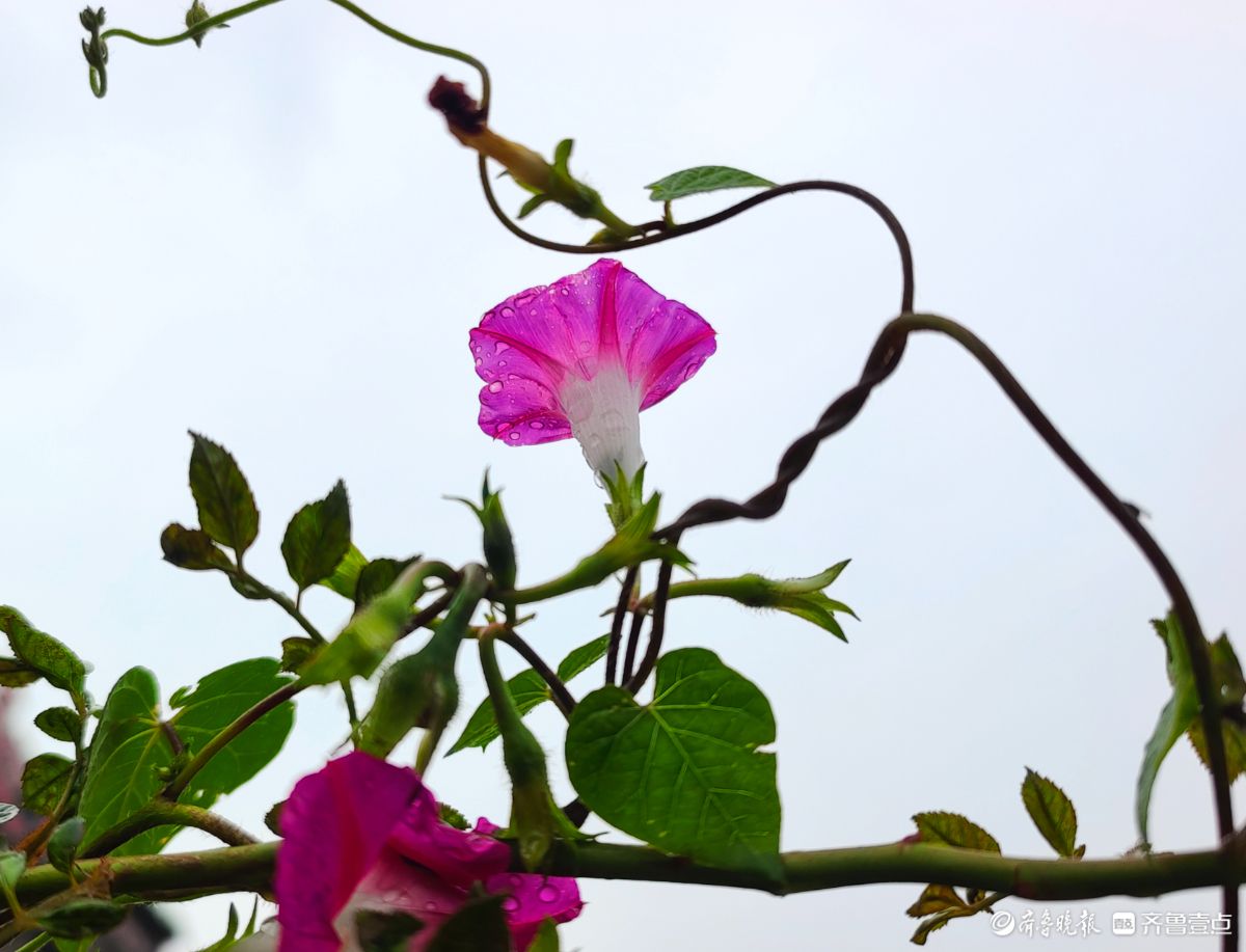 秋雨中，百花洲的牵牛花美得别具一格