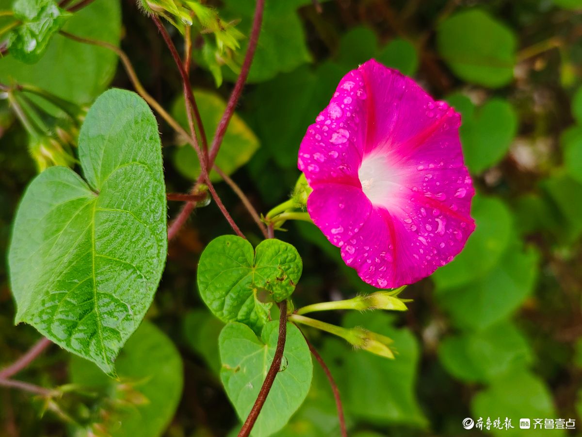 秋雨中，百花洲的牵牛花美得别具一格