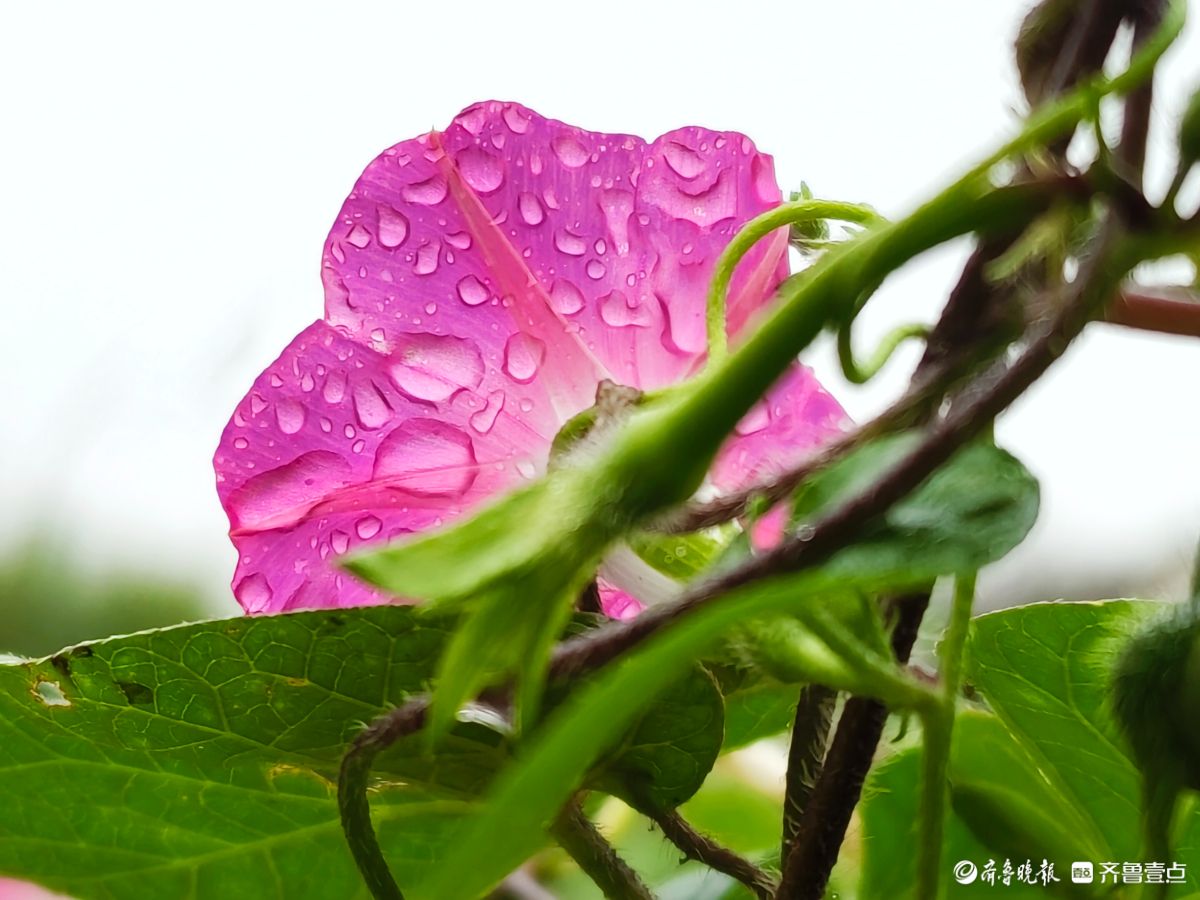 秋雨中，百花洲的牵牛花美得别具一格