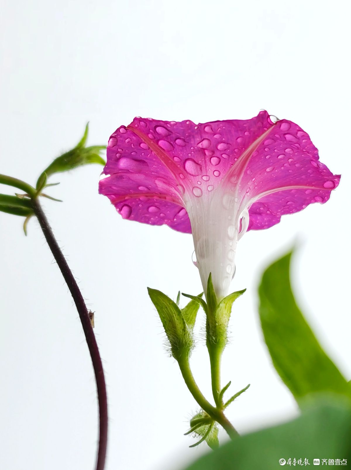 秋雨中，百花洲的牵牛花美得别具一格