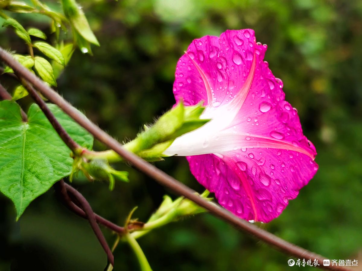 秋雨中，百花洲的牵牛花美得别具一格