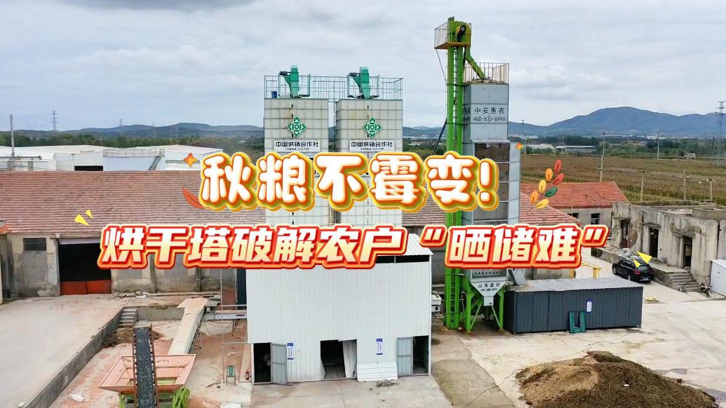 果然视频丨威海多地打响秋粮烘干战，烘干塔破解农户“晒储难”