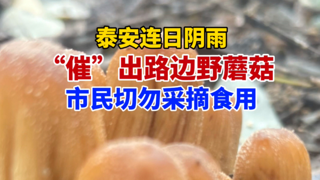 果然视频｜泰安连日阴雨“催”出路边野蘑菇，市民切勿采摘食用