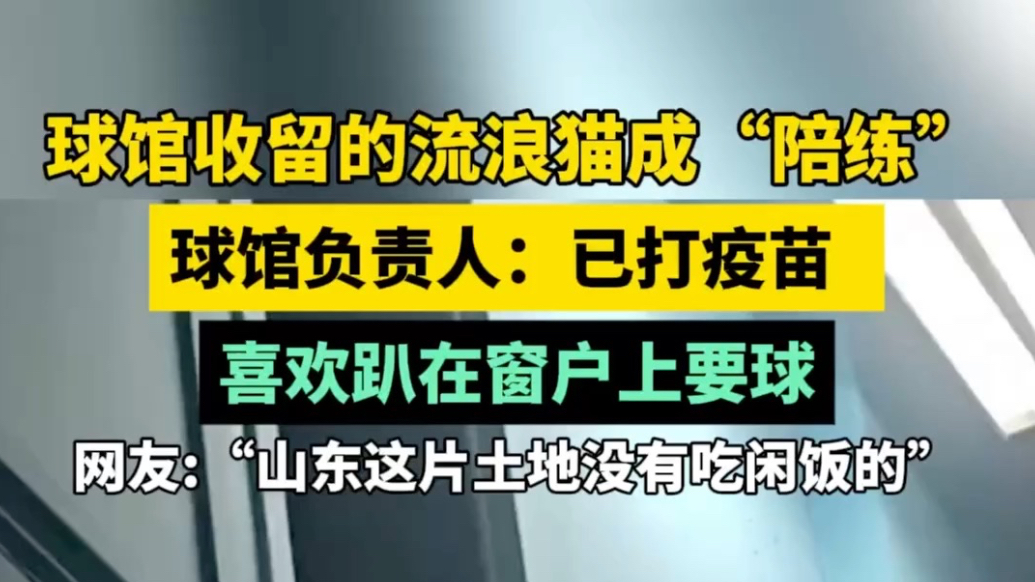 果然视频｜不吃闲饭！淄博一球馆收留的流浪猫成陪练