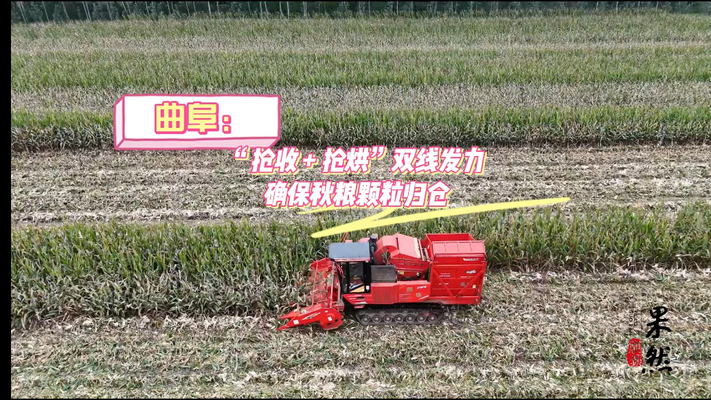 果然视频｜“抢收 + 抢烘”双线发力，曲阜确保秋粮颗粒归仓