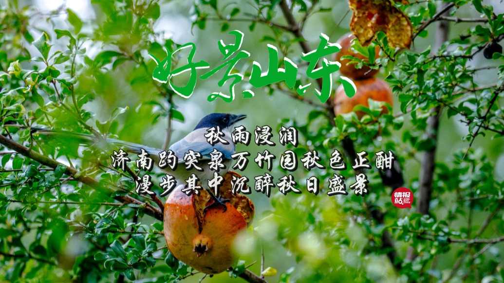 果然视频·好景山东|秋雨浸润！济南趵突泉万竹园秋色正酣