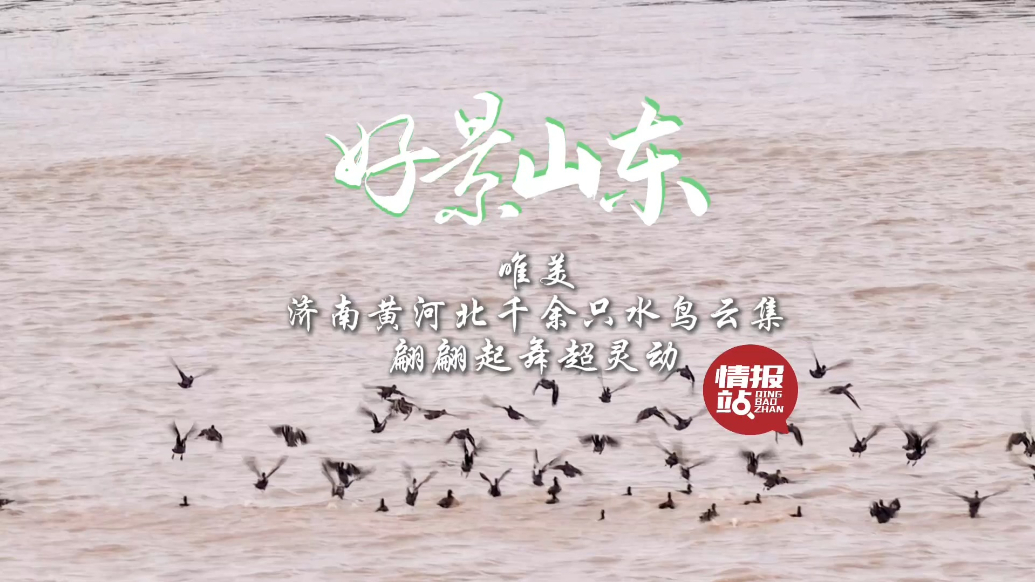 果然视频·好景山东|济南黄河北千余只水鸟云集，翩翩起舞超灵动