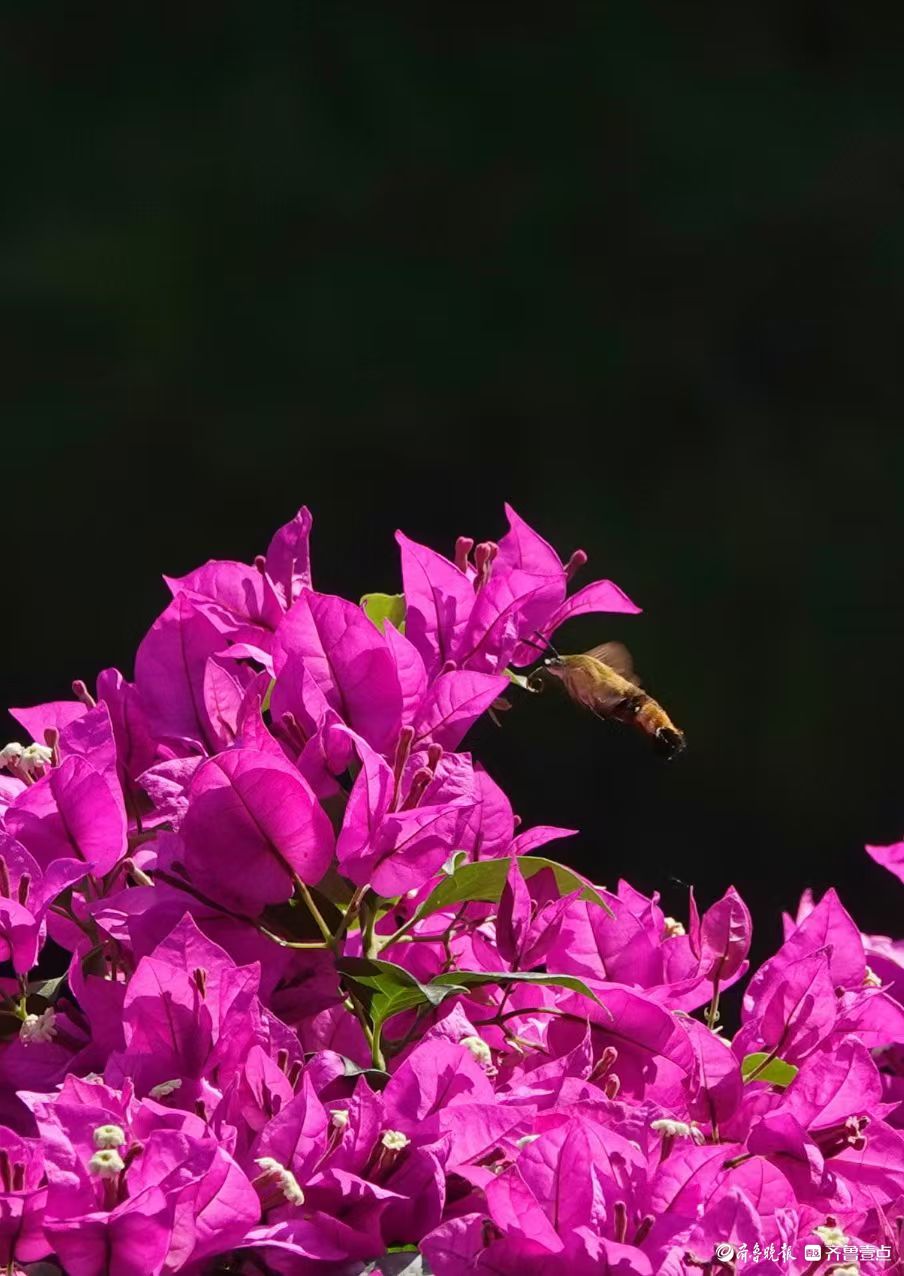 蜂鸟鹰蛾三角梅，艳丽花朵引蜂来