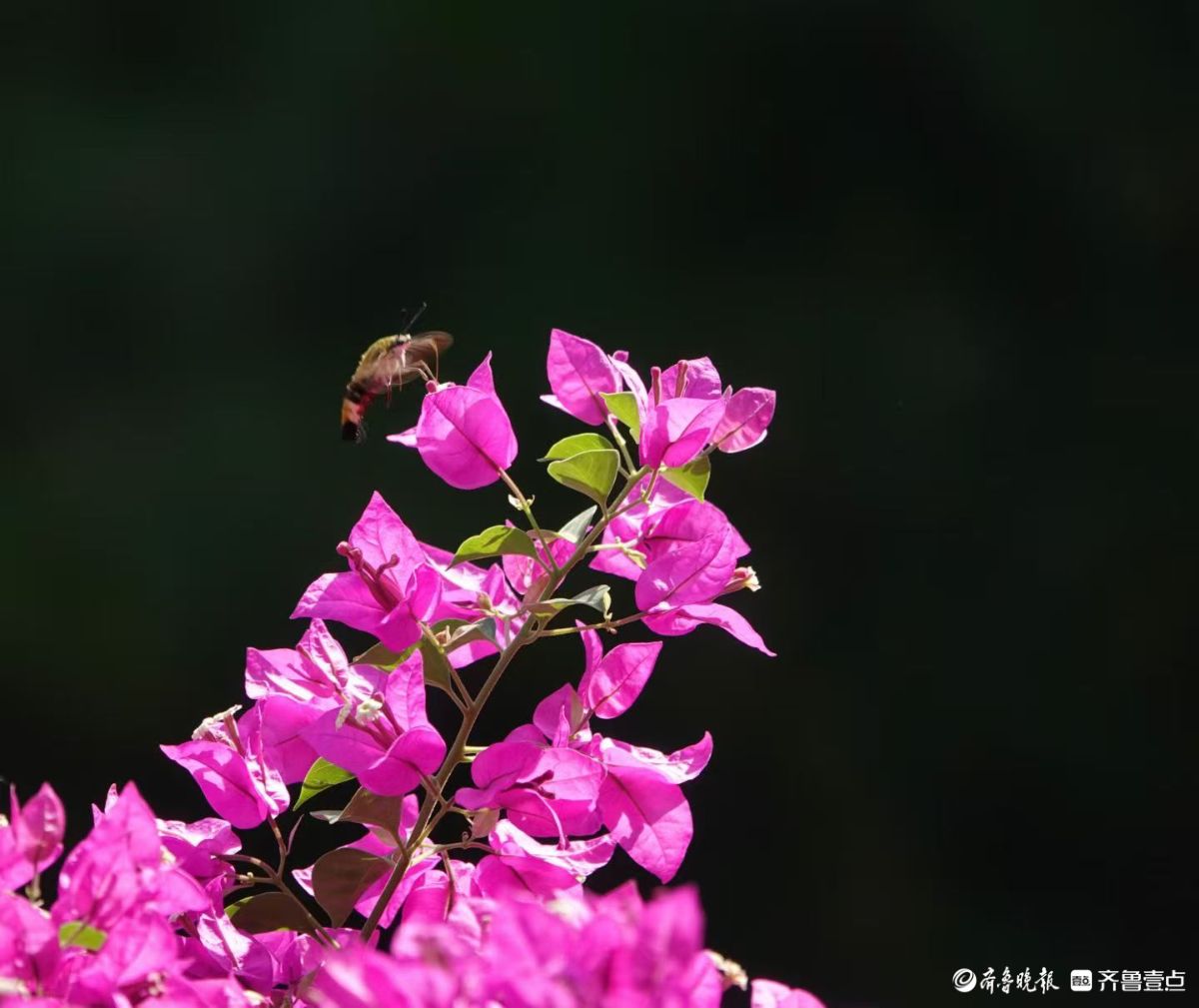 蜂鸟鹰蛾三角梅，艳丽花朵引蜂来