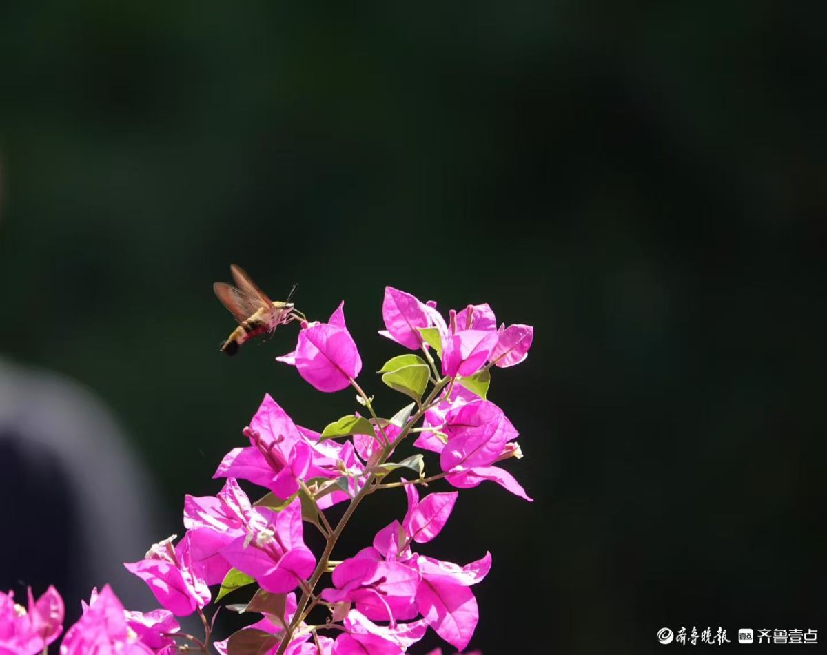 蜂鸟鹰蛾三角梅，艳丽花朵引蜂来