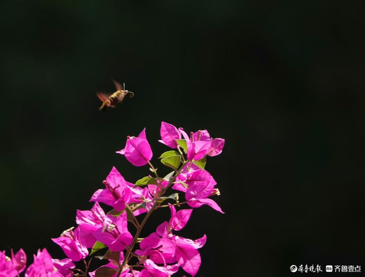 蜂鸟鹰蛾三角梅，艳丽花朵引蜂来