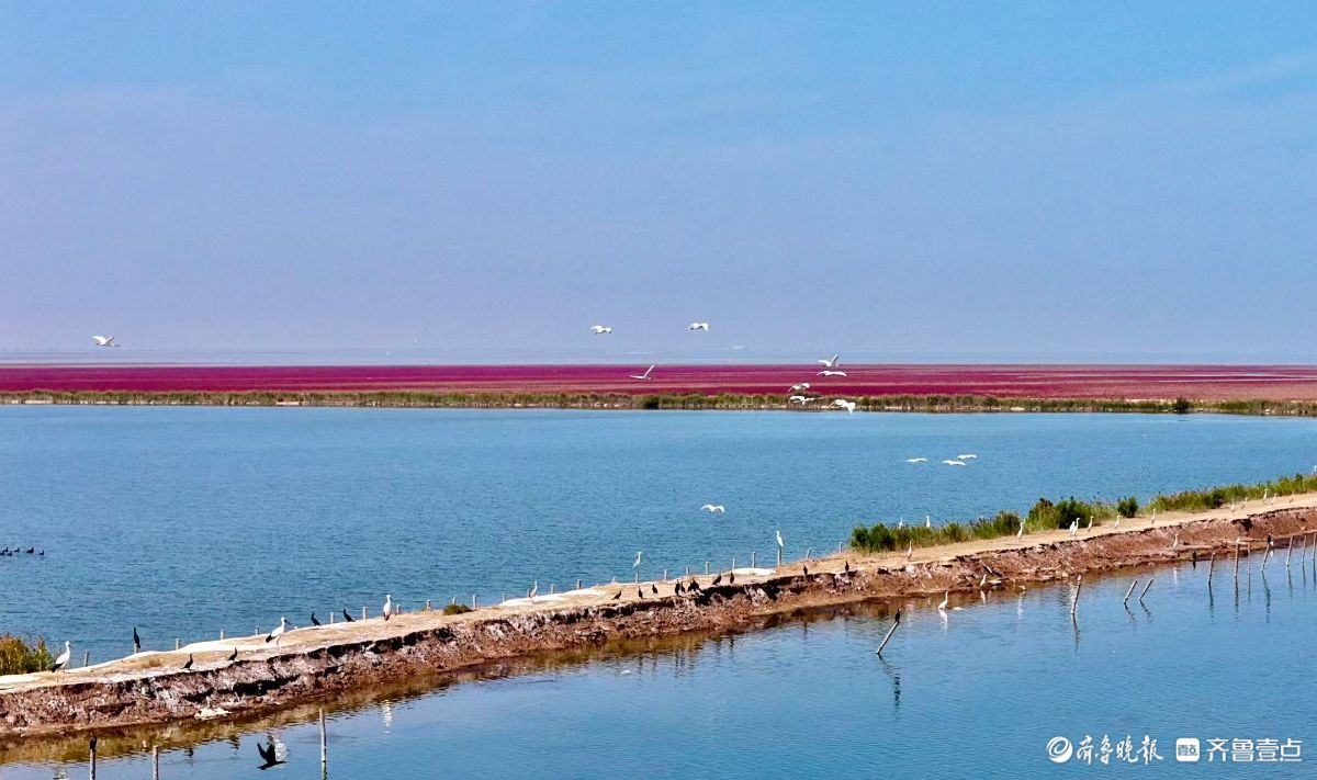 黄河三角洲的红滩湿地