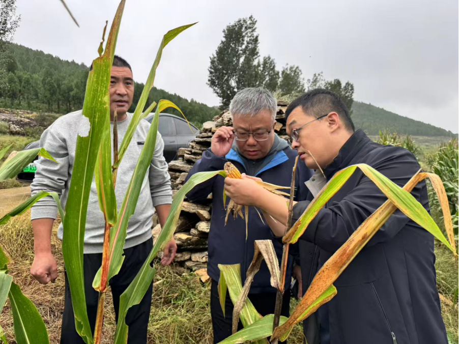 中国人寿财险山东省分公司：聚焦秋收“急难愁盼”，守护“齐鲁粮仓”安全