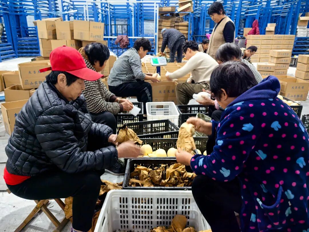 郓城丁里长街道：返乡人才电商助农，5万斤山农酥梨7天售罄