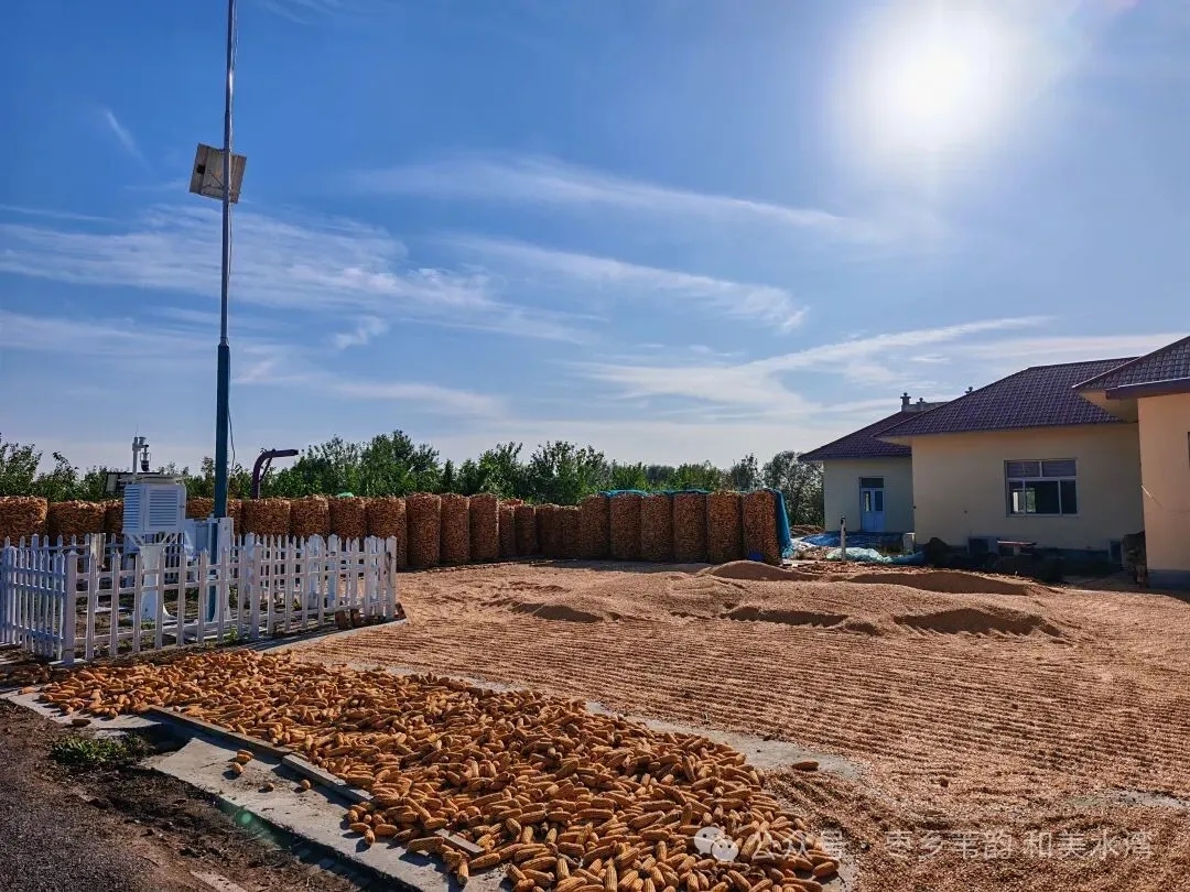 无棣县水湾镇多措并举护秋收，全力守住群众“粮袋子”