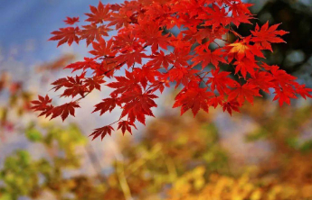 壹点日历10.18|早安！日子如枫叶般绚烂，梦想如晴空般明朗