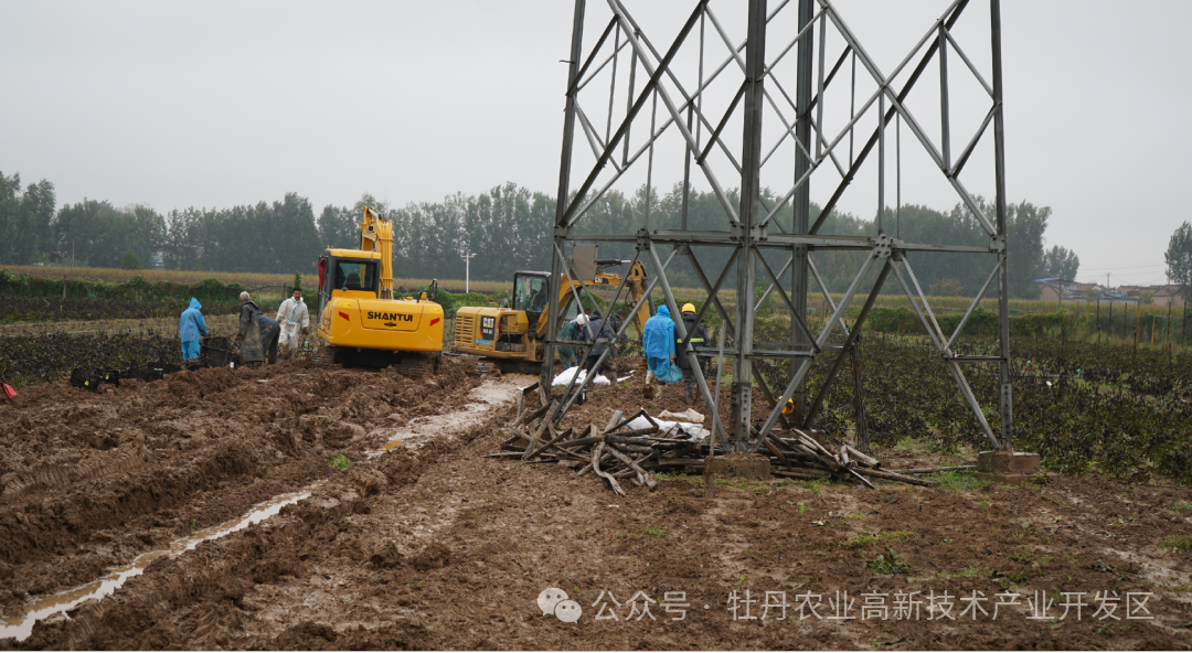 应对秋雨连绵：菏泽牡丹芍药灾害防控手册