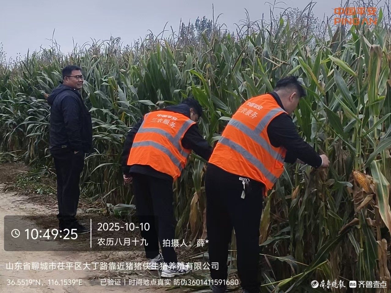 平安财险聊城中支快速预赔助力秋粮收获