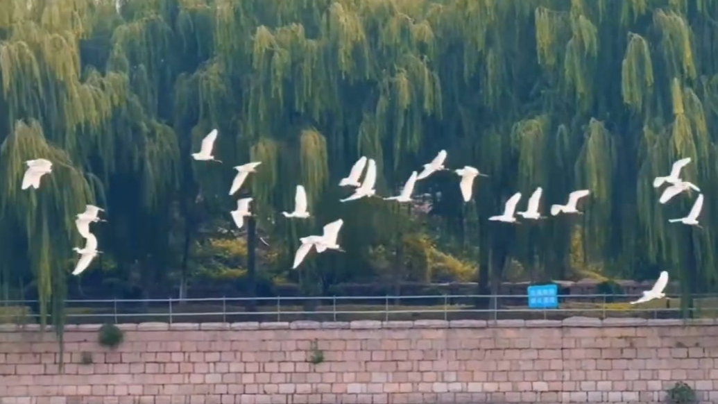 果然视频丨墨水河畔白鹭翩跹起舞，秋日碧水白羽绘就和谐画卷