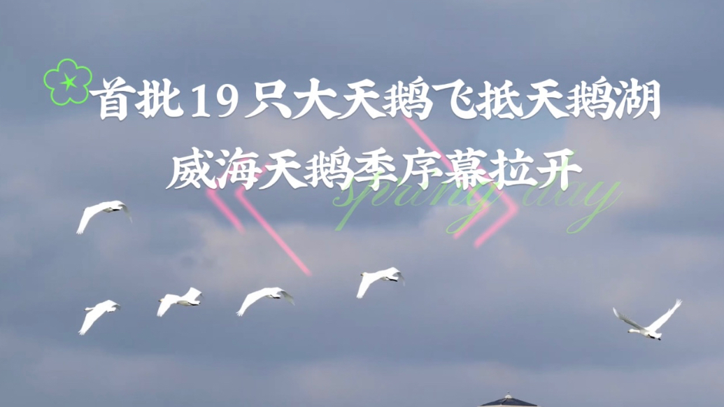 果然视频丨首批19只大天鹅飞抵天鹅湖，威海天鹅季序幕拉开