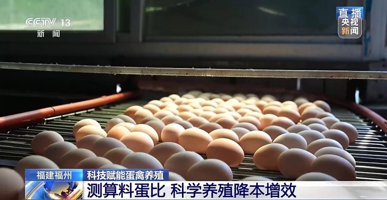 国外鸡蛋价格飞涨，我们的蛋价为何稳得住