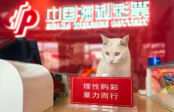 “猫咪乐园+新中式”风格福彩“快乐吧”主题店亮相济南市莱芜区