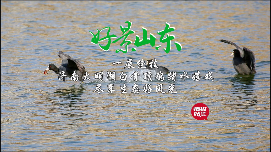 果然视频·好景山东|济南大明湖白骨顶鸡踏水嬉戏，尽享生态之美