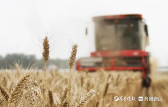 山东省农业农村厅印发“今年小麦怎么种”关键技术明白纸