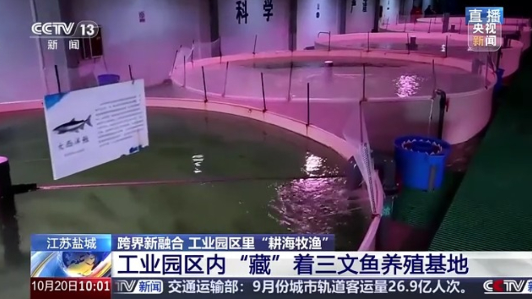 液化天然气储备基地里能养三文鱼？冷能解锁“冷经济”
