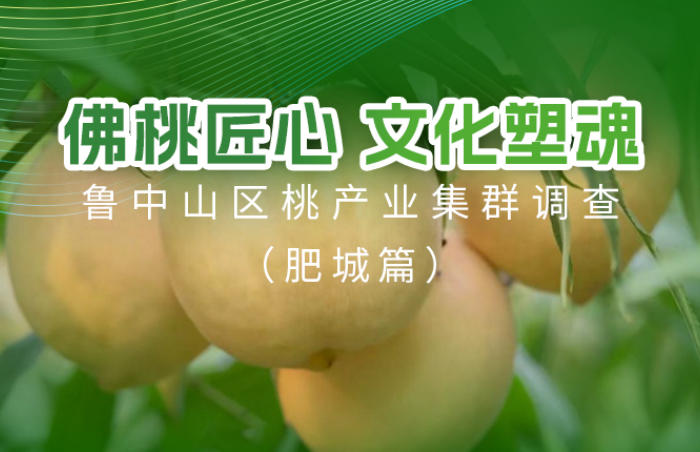 千年佛桃,不仅是自然的馈赠,更是文化的传承。肥城不仅孕育出佛桃、油桃等四季不断的优质鲜桃,更将桃木资源转化为年产值超20亿元的工艺产业,占据全国八成市场份额。本专题聚焦肥城,看这枚融合文化底蕴与科技力量的“金招牌”,如何驱动乡村振兴与农民共富。