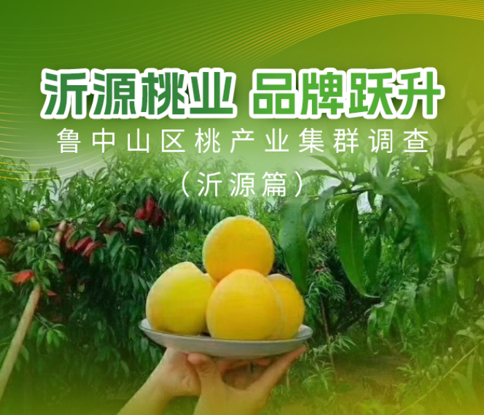 在沂源的桃园里，一场从“地方特产”到“省级名片”的品牌化革命正结出硕果。本专题聚焦沂源，看这颗“金果果”如何以品牌为翼，实现从“论斤卖”到“论个卖”的价值飞跃，为鲁中乡村振兴提供了一份扎实的产业升级样本。