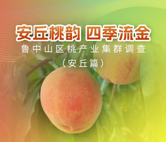从全国赛桃会银奖到品牌价值突破20亿元，安丘蜜桃正以"金奖品质"引领产业高质量发展。本专题聚焦安丘，看这片土地如何将"金奖桃"打造成乡村振兴的"金名片"，为鲁中桃产业集群增添独具特色的"桃"金篇章。